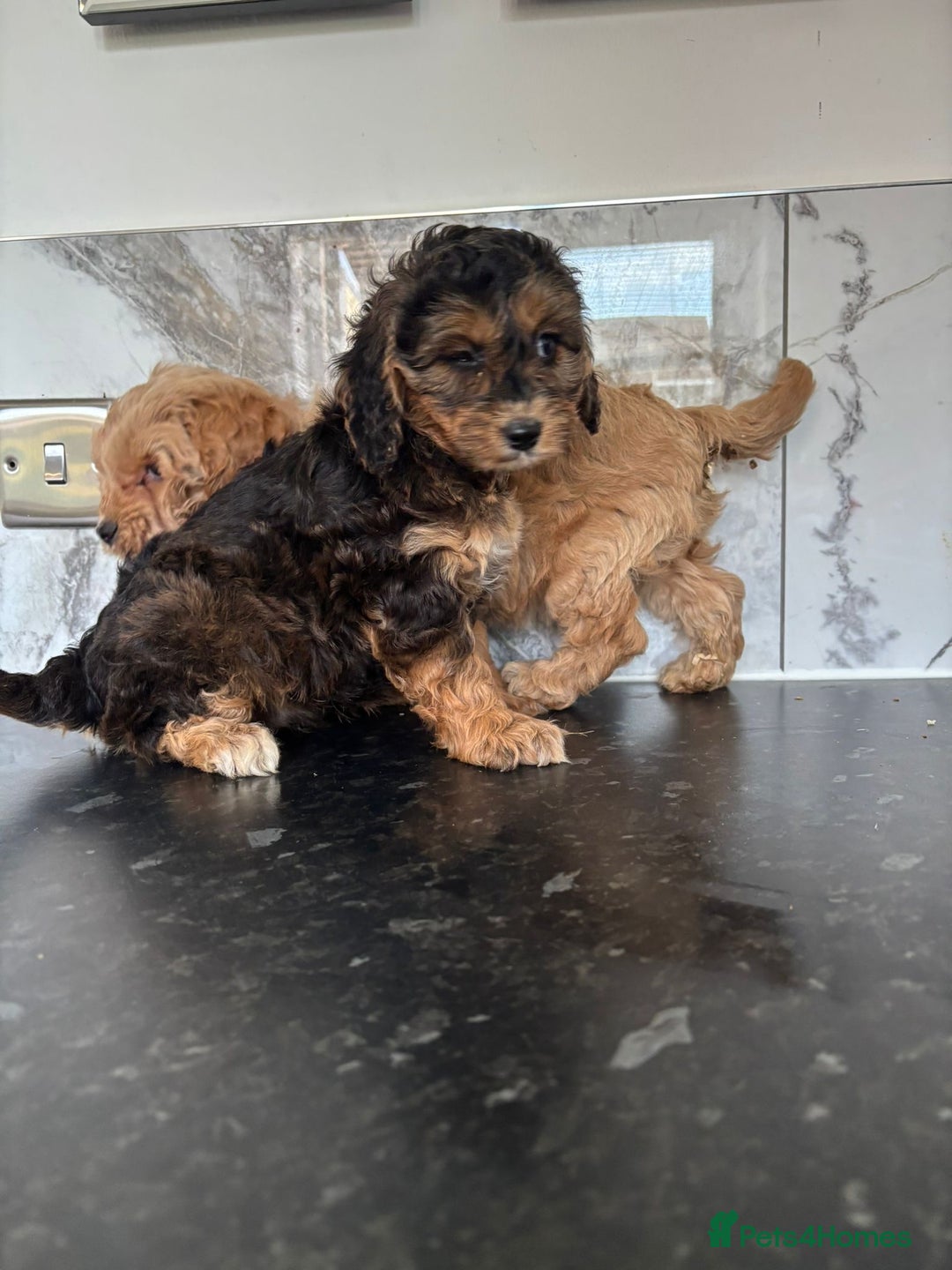 Cavapoo dogs for sale: Small type cavapoo puppies (toy poodle) - Image 5