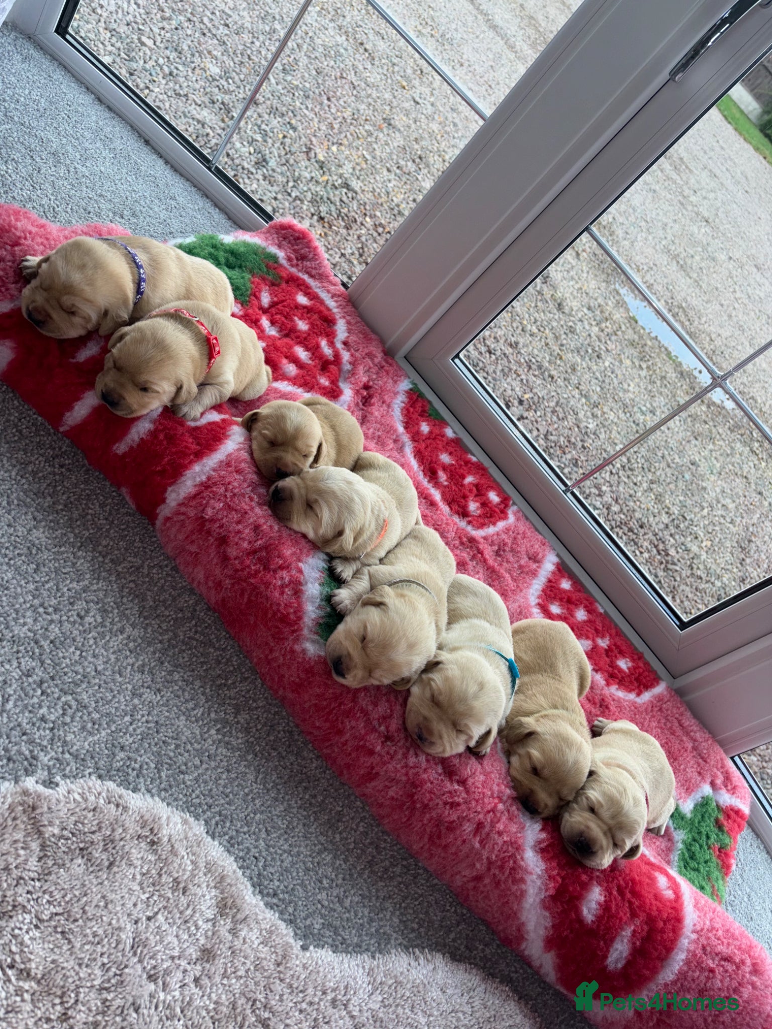 Labrador Retriever dogs for sale: Golden&Cream Kc registered Labrador Retrievers  - Advert 2