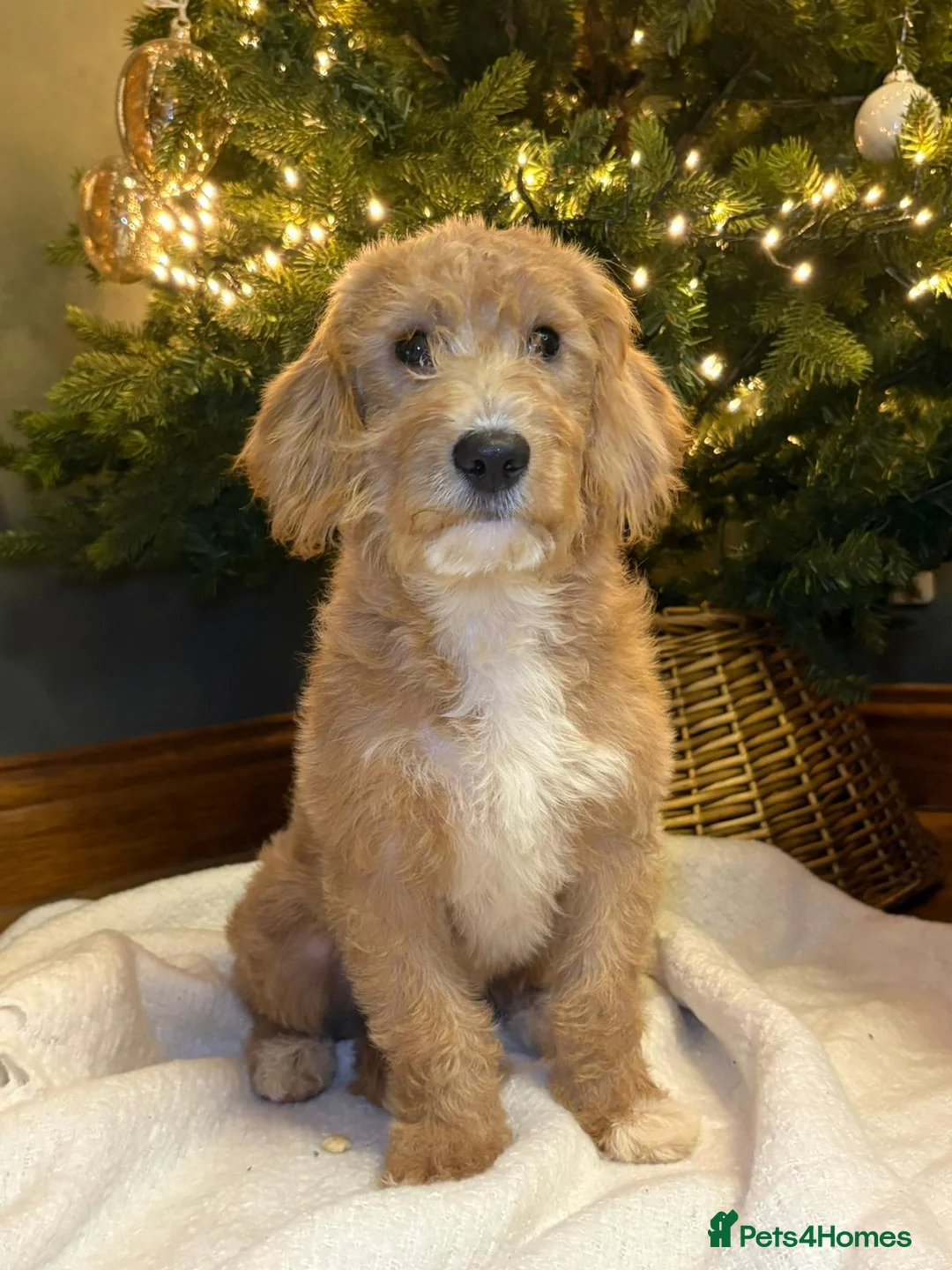 Labradoodle dogs for sale: Labradoodle  - Advert 2