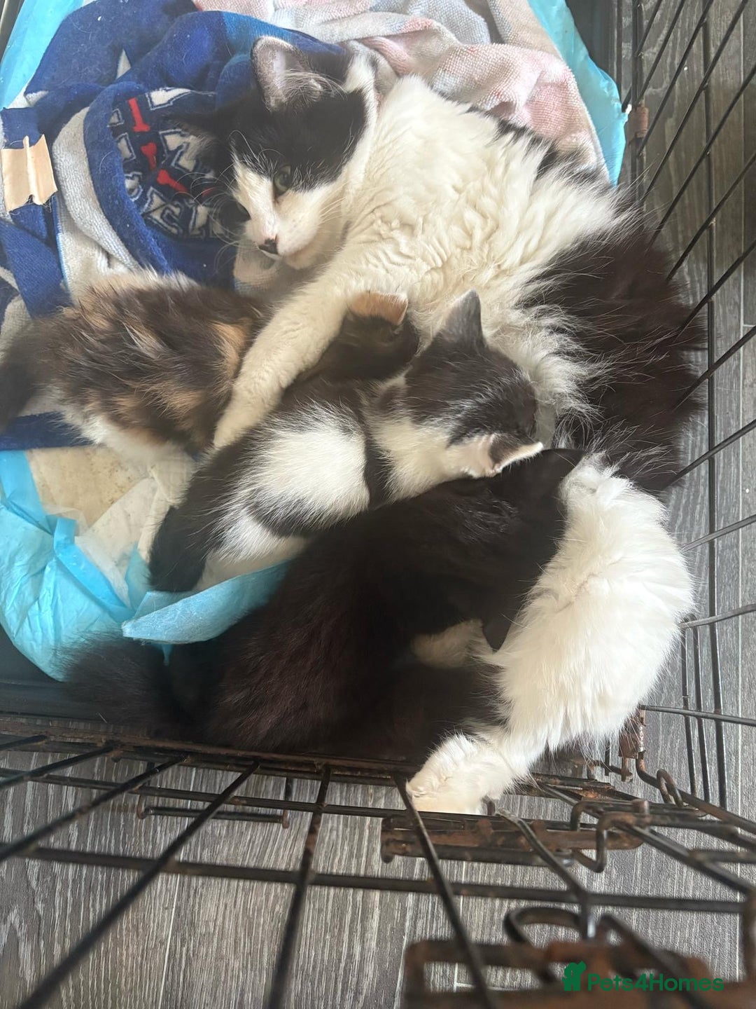 Norwegian Forest Cat cats for sale: REDUCED NORWEGIAN FOREST KITTENS  - Image 6
