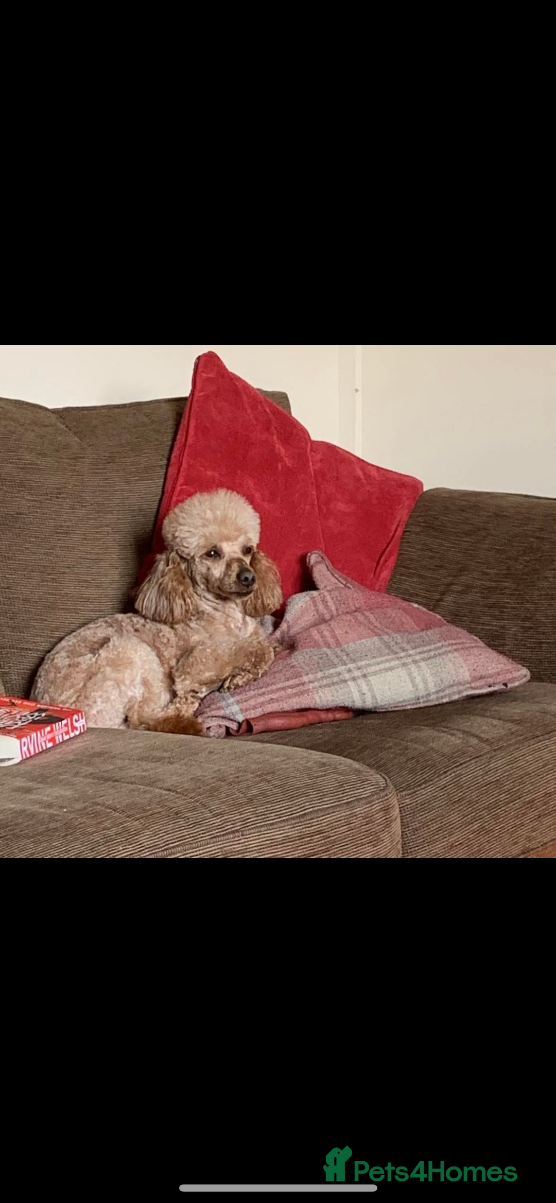 Cavapoo dogs for sale: Cavapoos puppies  - Image 3