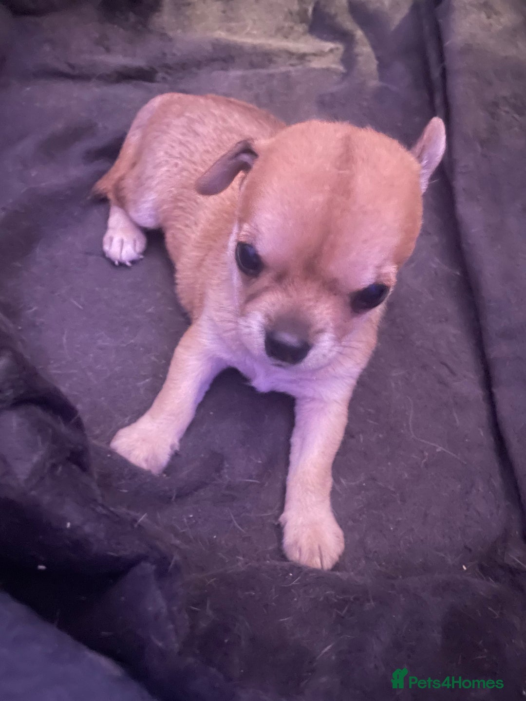 Chihuahua dogs for sale: Chihuahua puppy  - Advert 3