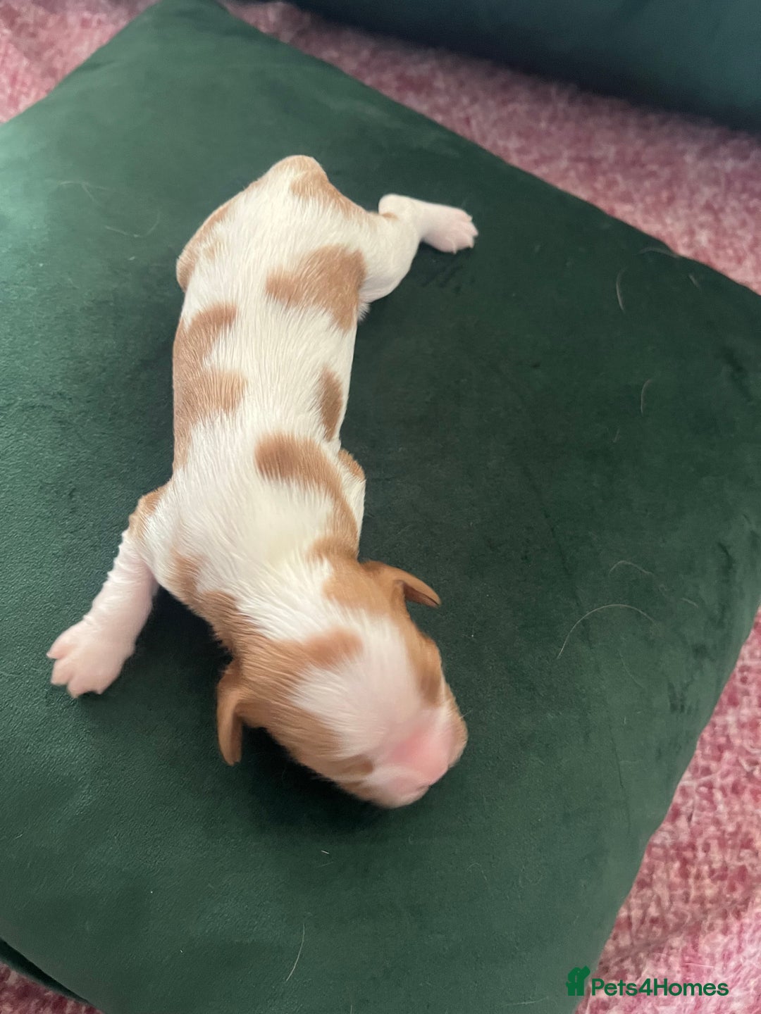Cavalier King Charles Spaniel dogs for sale: Beautiful KC Registered Cavalier King Charles Pups - Advert 4