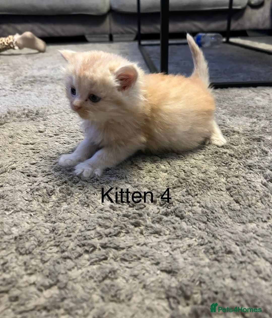Persian cats for sale: X Persian kittens  - Image 9