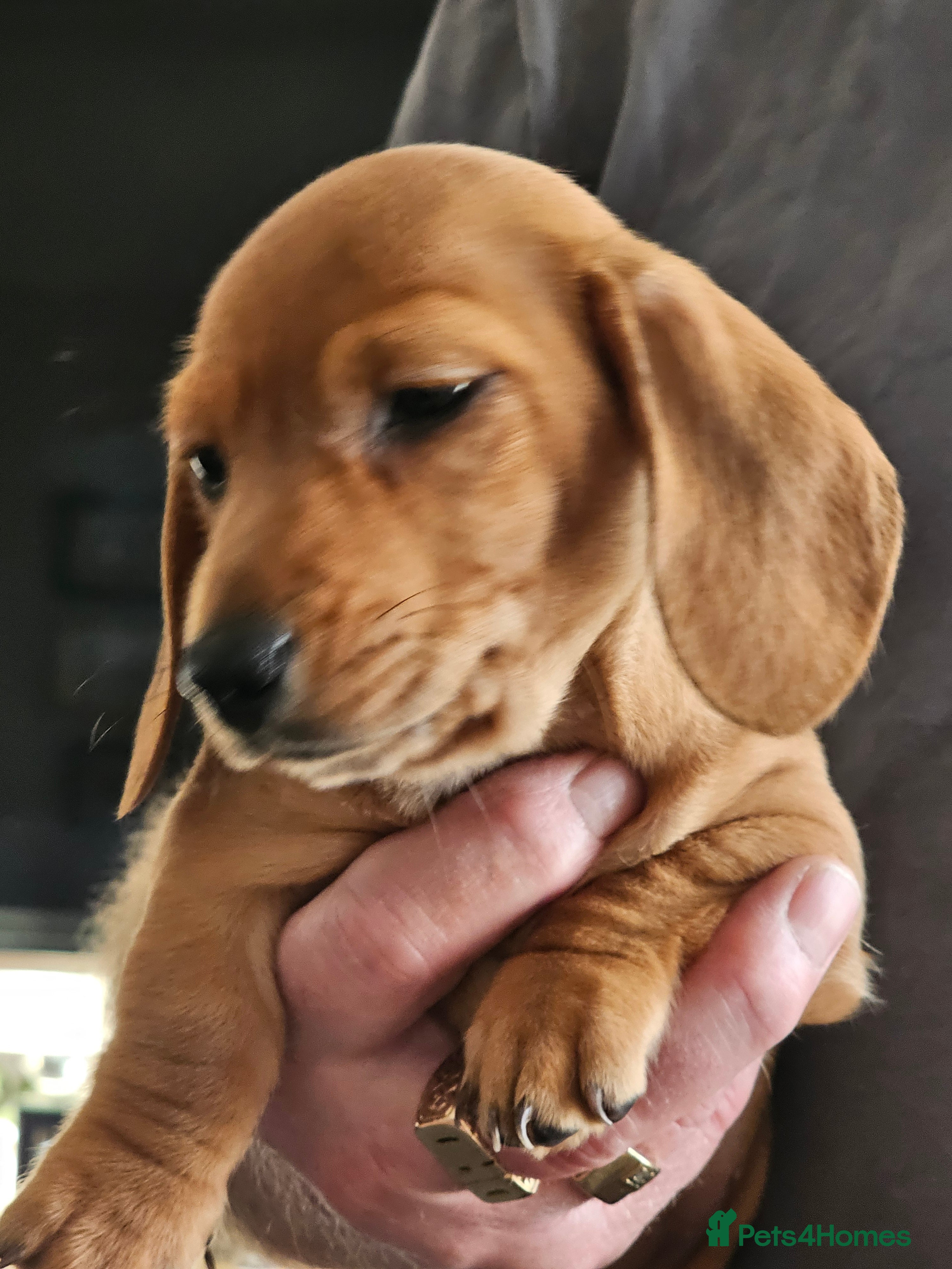 Dachshund dogs Dachshund puppies ready now - Advert 1