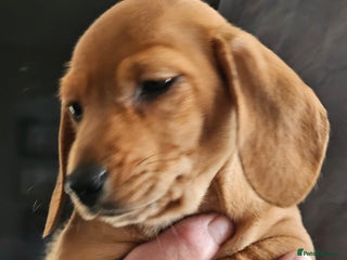 Dachshund dogs Dachshund puppies ready now - Advert 2
