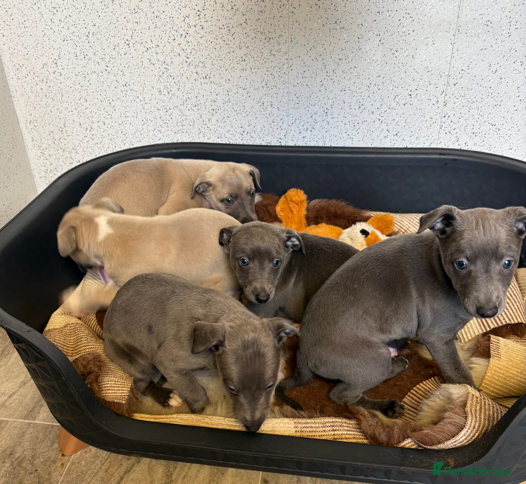 Whippet dogs for sale: 5 beautiful kc registered whippit puppies  - Advert 9