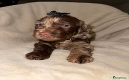 Cockapoo dogs for sale: F1 Cockapoo puppies  - Image 17