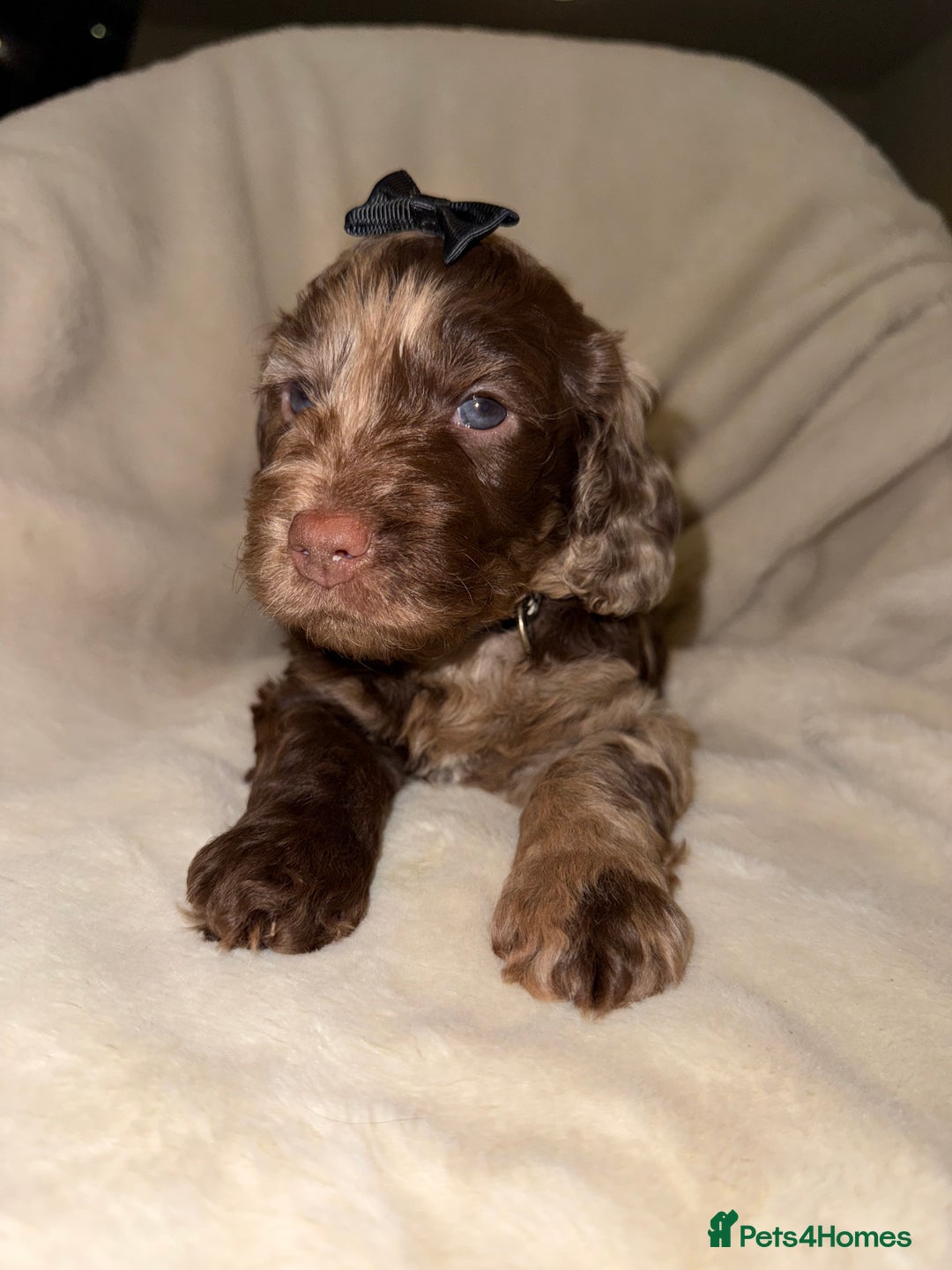 Cockapoo dogs for sale: F1 Cockapoo puppies  - Image 17