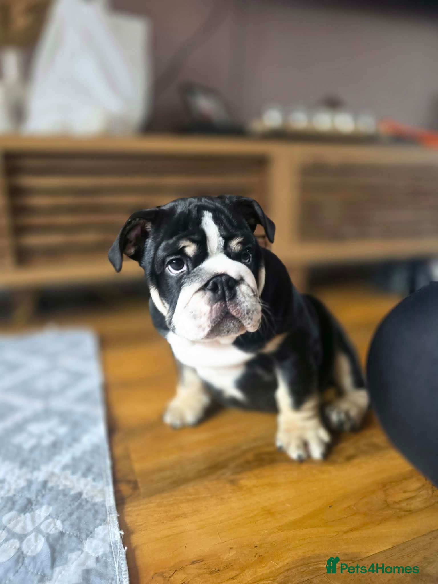English Bulldog dogs  ✴️DWKC REGISTERED Black tri english bulldog✴️  - Advert 16