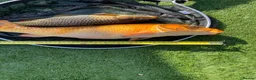 Koi Carp fish for sale: Carp koi 40cm others 58-60cm+ ready to go  - Advert 3