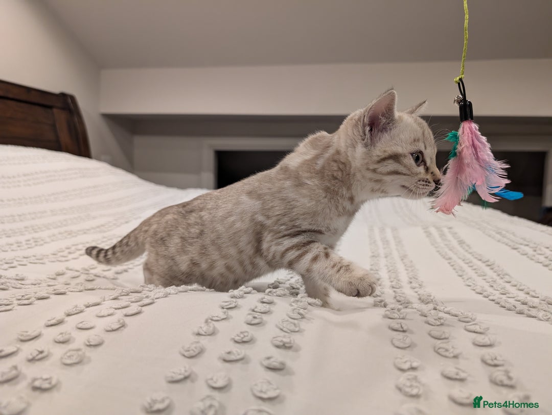 Bengal cats for sale: 🤍🩶 Stunning Snow Bengal Kittens 🩶🤍 - Advert 8