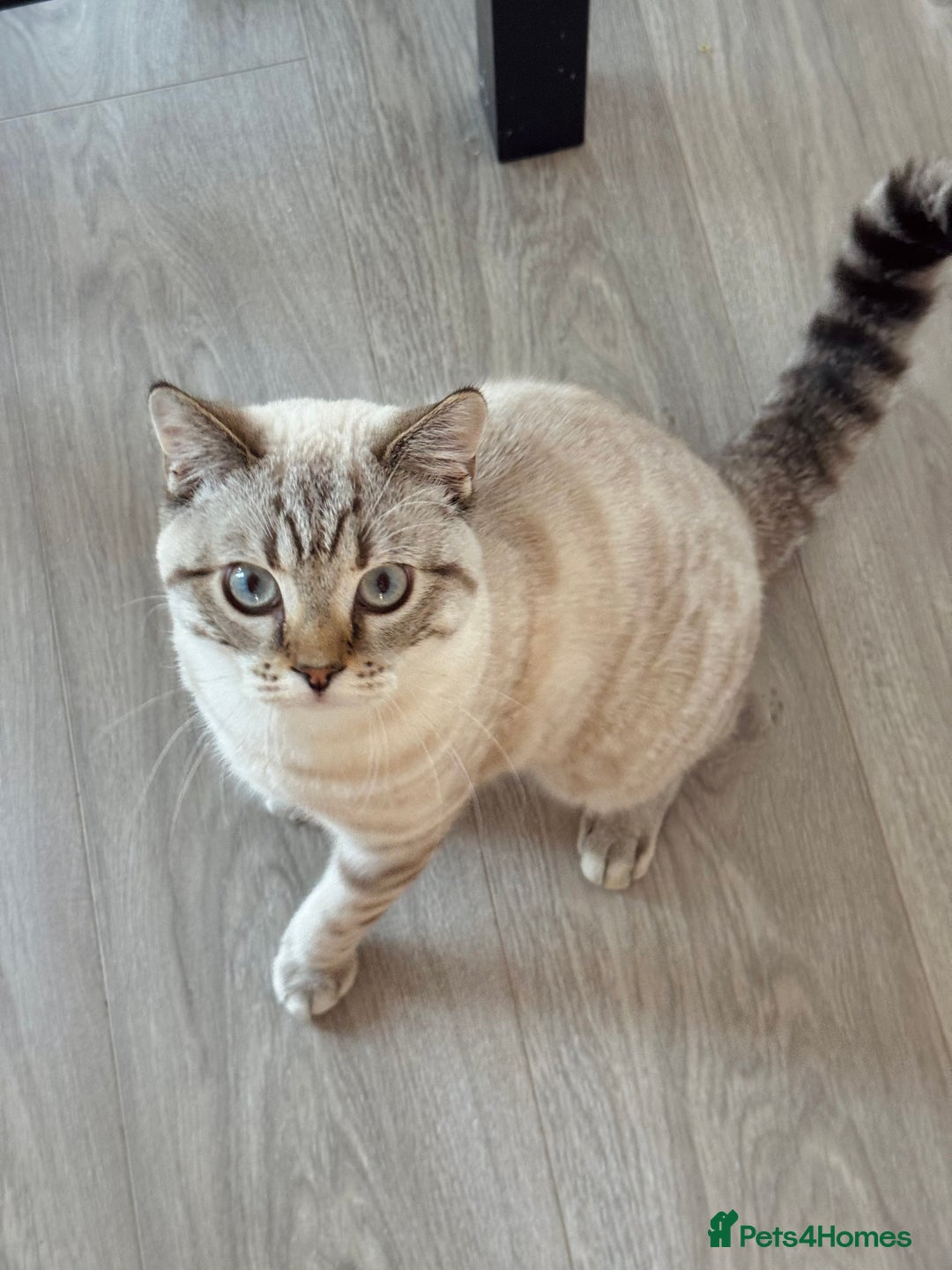 British Shorthair cats for sale: Rare Silver Spotted British Shorthair Kitten - Image 2