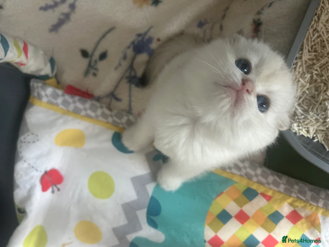 Scottish Fold cats for sale: Beautiful Gold Chinchilla babies  - Advert 7