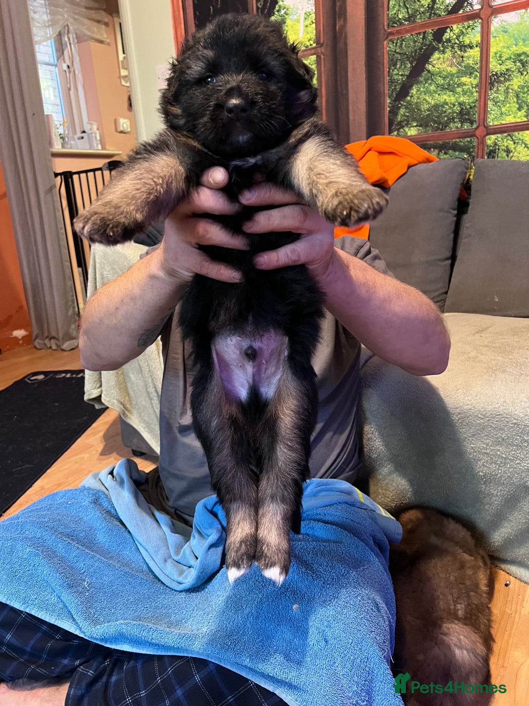 German Shepherd dogs for sale: German shepherd puppies - Image 11