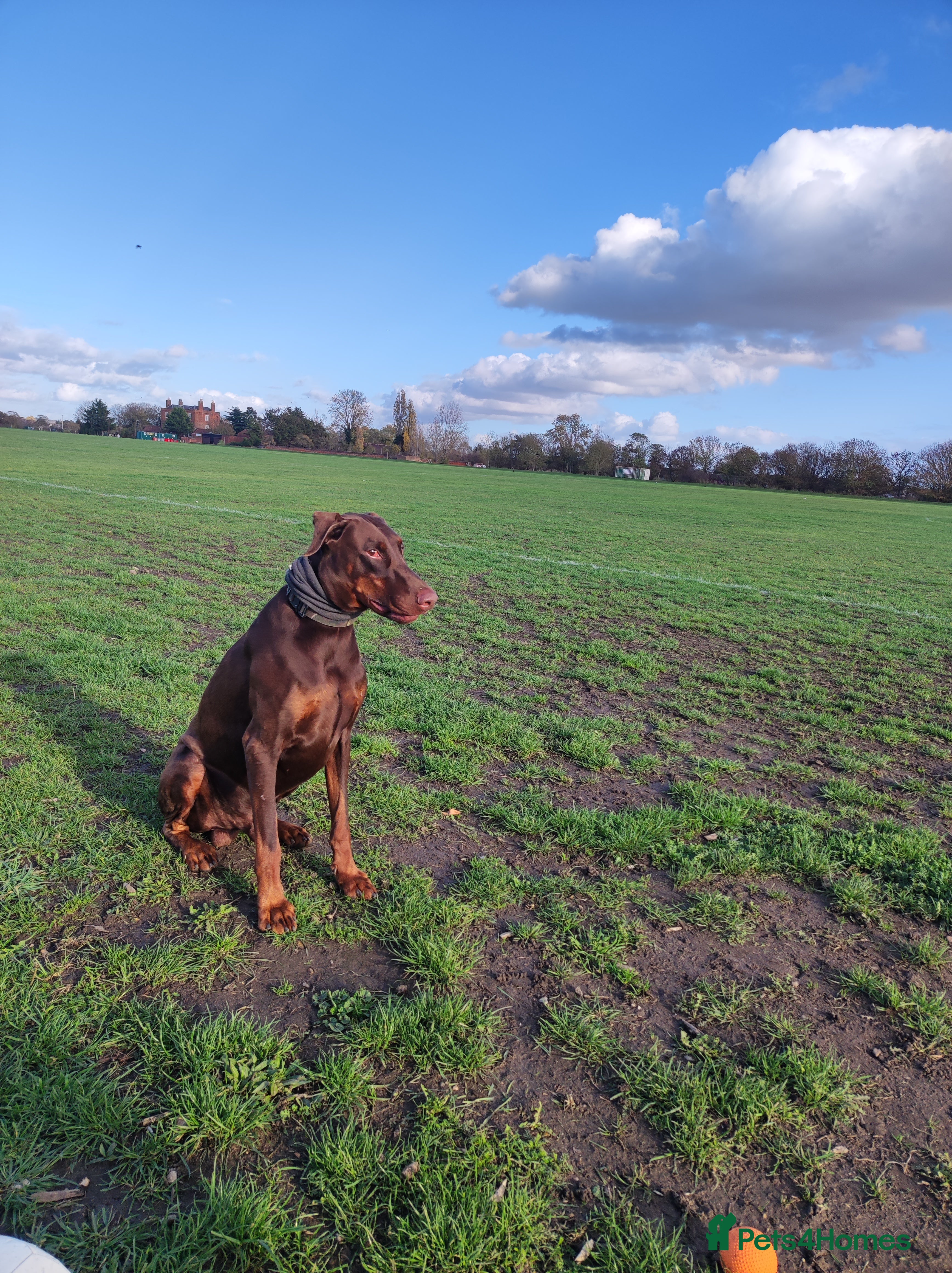Dobermann dogs Proven Euro Doberman for Stud - Advert 2
