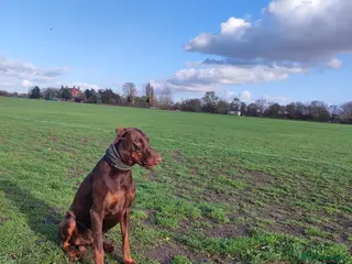 Dobermann dogs Proven Euro Doberman for Stud - Advert 15