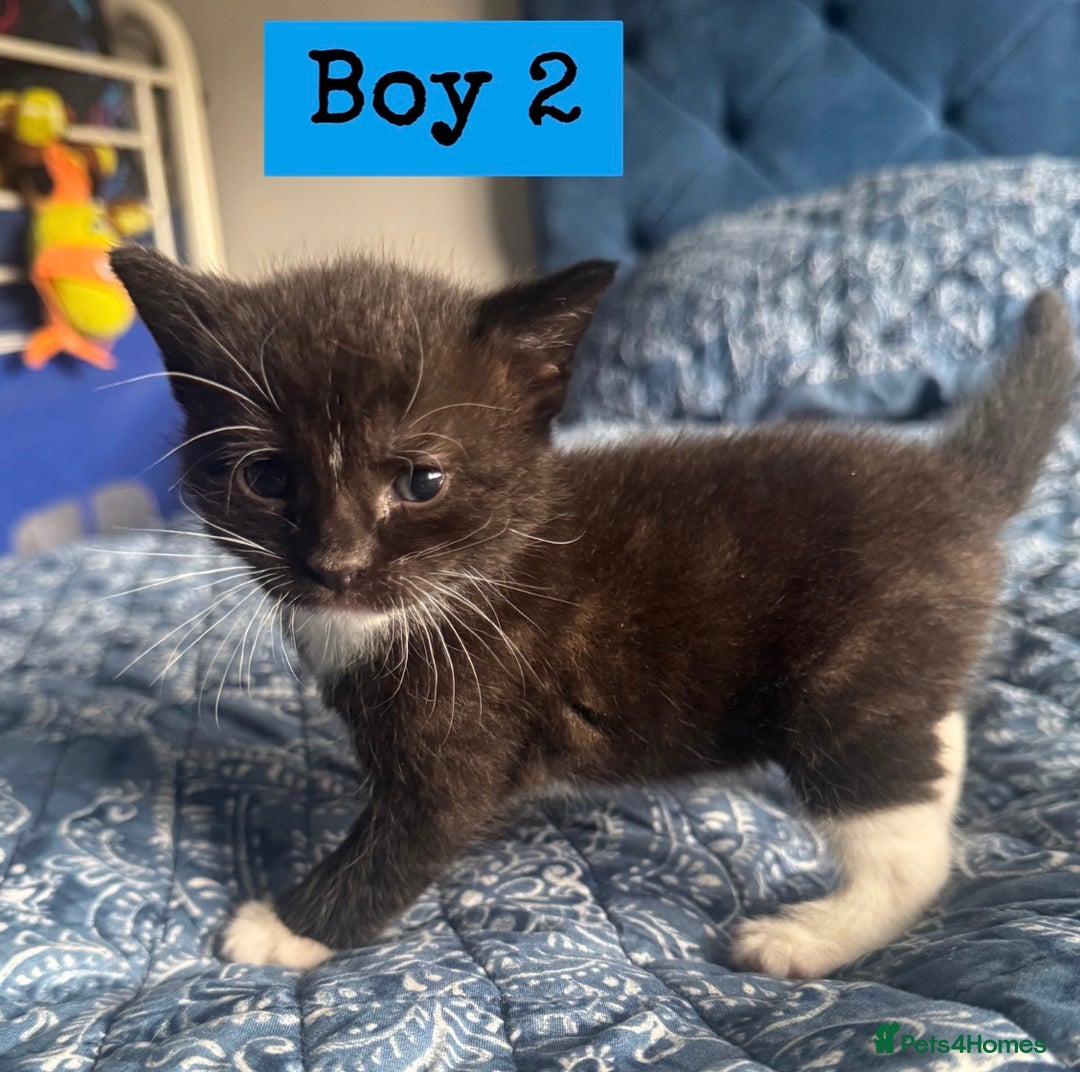 Mixed Breed cats for sale: 2 male kittens.  - Image 6