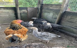 Turkeys poultry for sale: Mixed turkey poults / growers  - Image 3