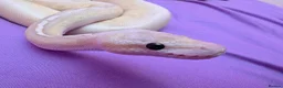 Python Snake reptiles for sale: Super pastel butter royal python - Advert 5
