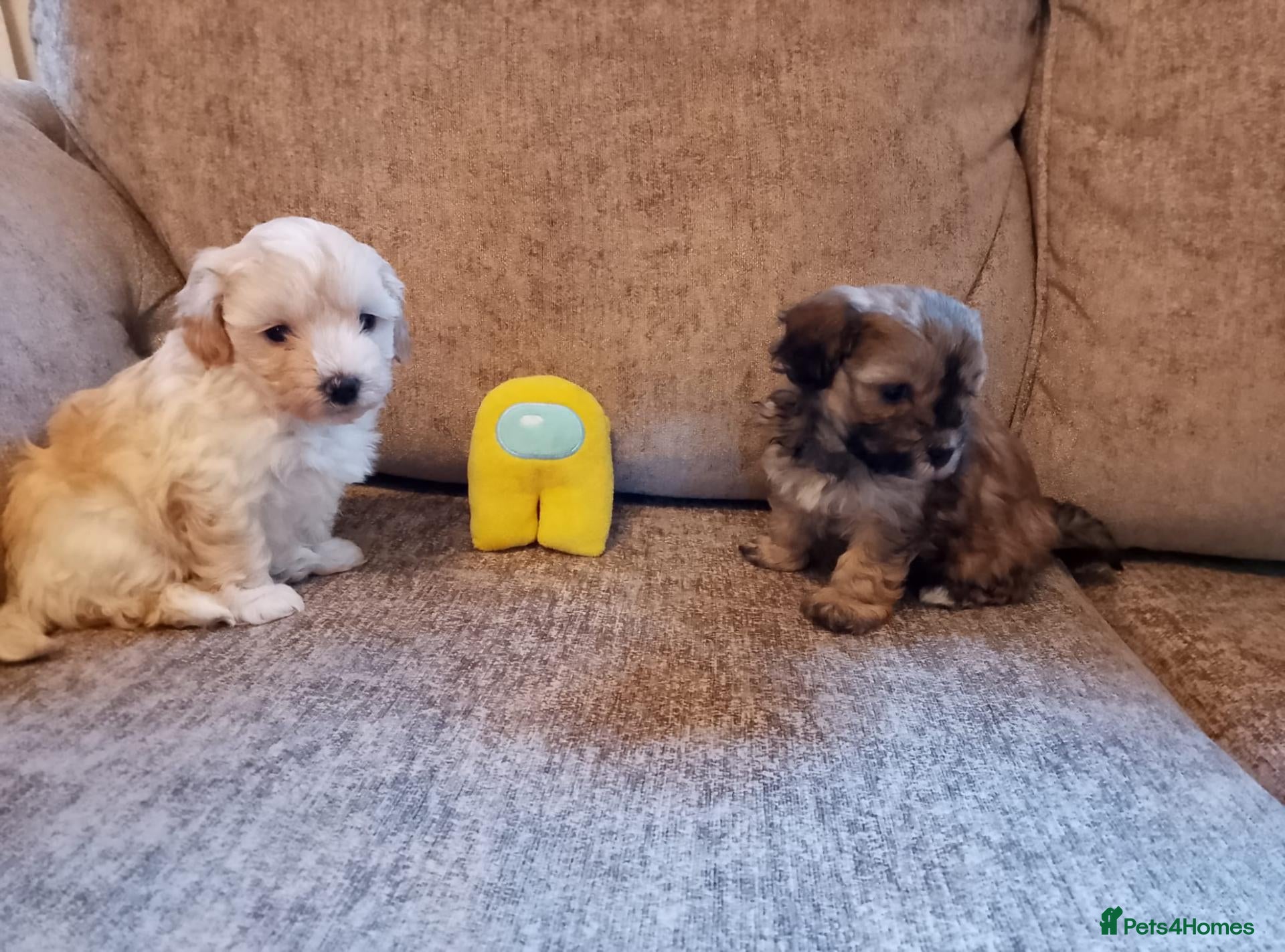 Maltipoo dogs Maltipoo puppies  - Advert 6