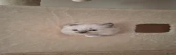 Ragdoll cats for sale: Stunning Ragdoll kittens  - Advert 11
