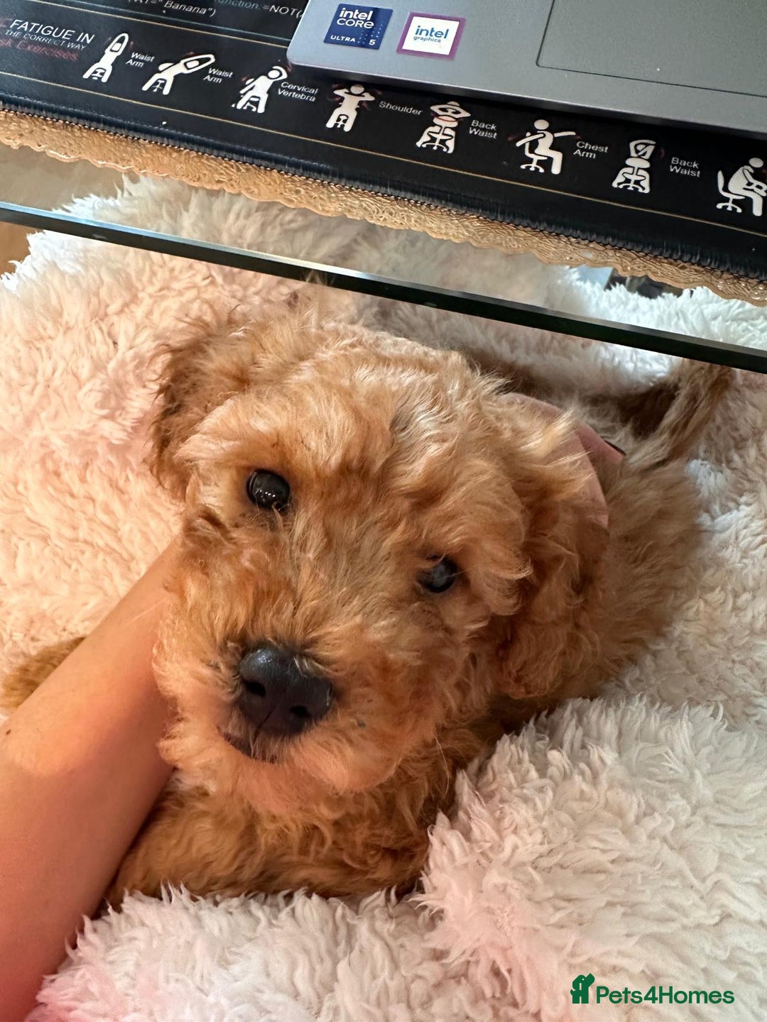 Cockapoo dogs for sale: I'm Marco, a 10 Week Old Cockapoo - Advert 3