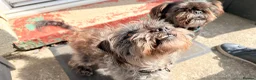 Mixed Breed dogs for sale: 4 year old Nel for rehoming  - Advert 6