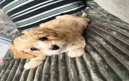 Morkie dogs for sale: Morkie puppies  - Advert 2