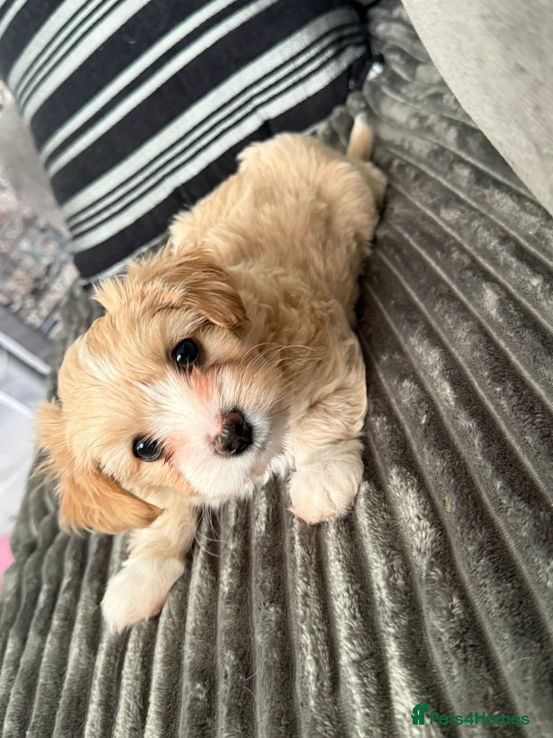 Morkie dogs for sale: Morkie puppies  - Advert 2