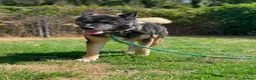 Akita dogs for adoption: Sprightly Sky - Advert 9