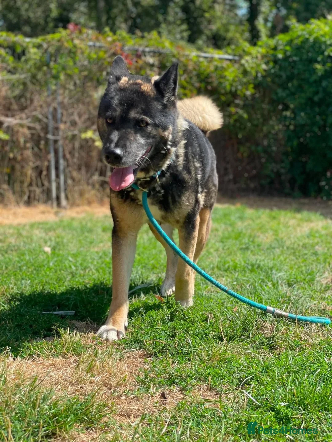 Akita dogs for adoption: Sprightly Sky - Advert 9