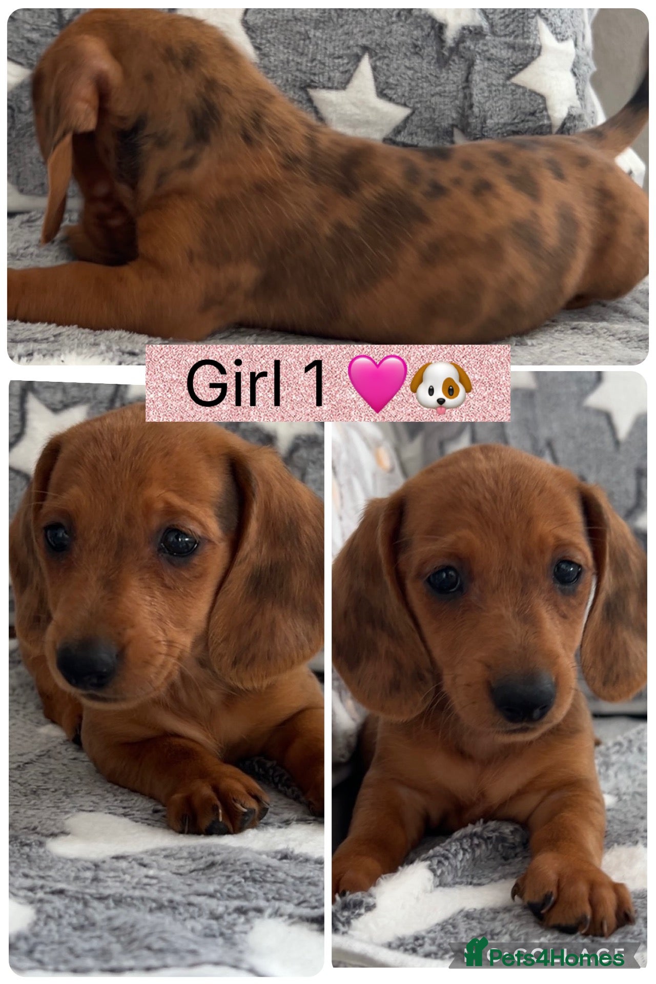 Dachshund dogs  Beautiful Miniature Dachshund Puppies  - Advert 2