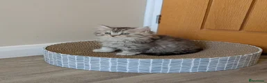 British longhair 