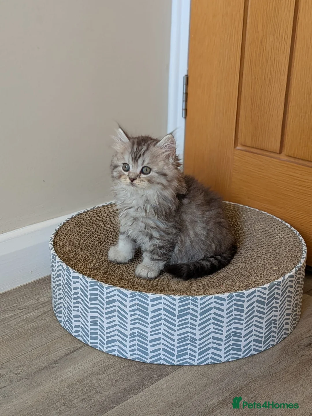 British Shorthair cats for sale: British Shorthair kittens in Derby - Advert 20