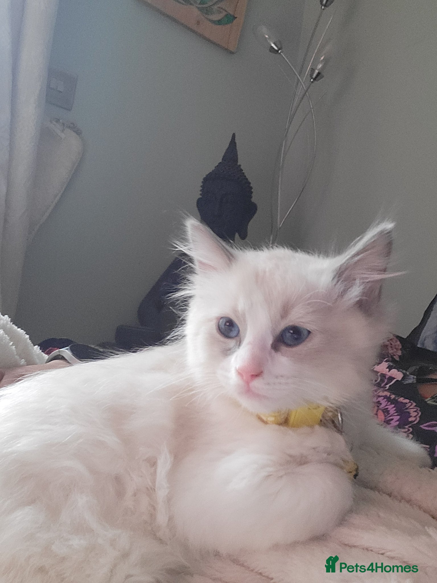 Ragdoll cats for sale: Exquisite pure ragdoll kittens  - Advert 11