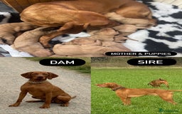 Hungarian Vizsla dogs for sale: 10 Hungarian Vizsla puppies - 6 boys & 4 girls - Image 1