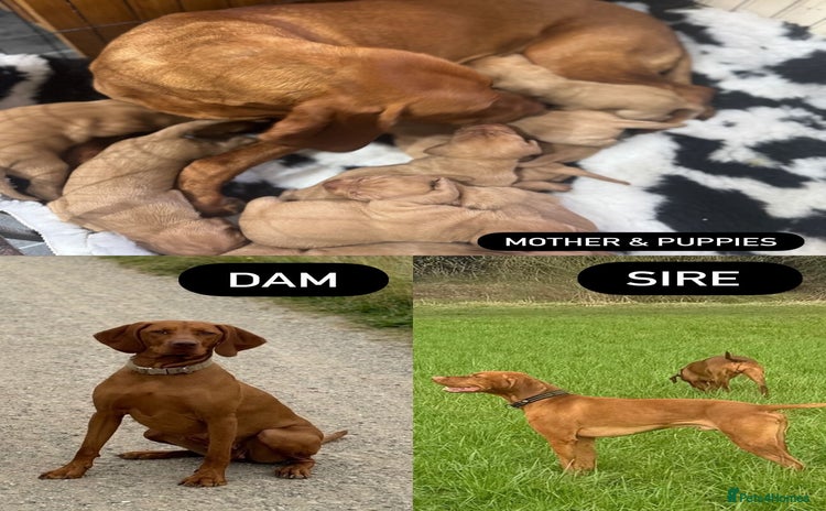 Hungarian Vizsla dogs - Advert 1