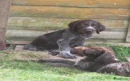 German Wirehaired Pointer dogs for sale: Beautiful Gwps puppies - Image 2