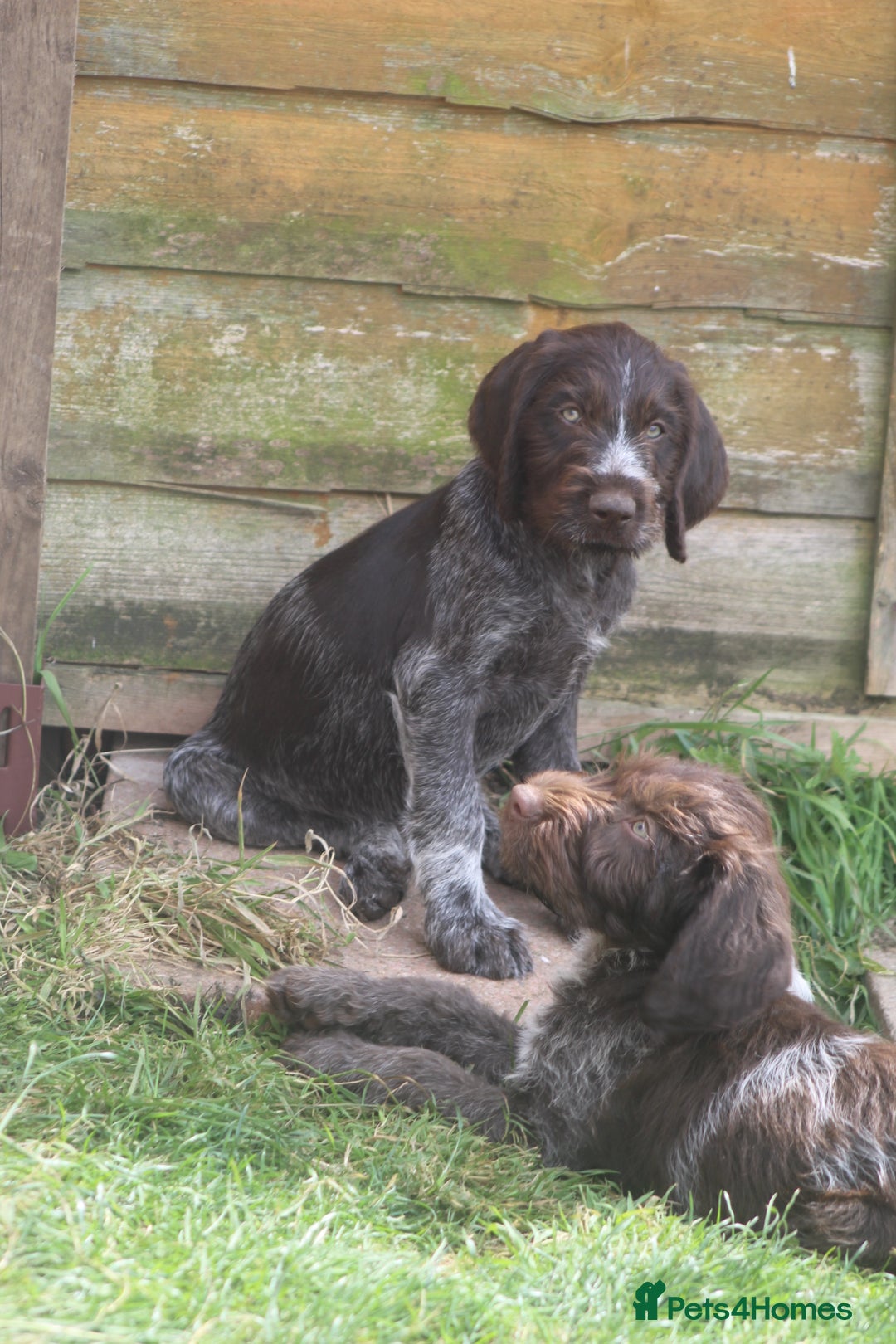 German Wirehaired Pointer dogs for sale: Beautiful Gwps puppies - Image 2