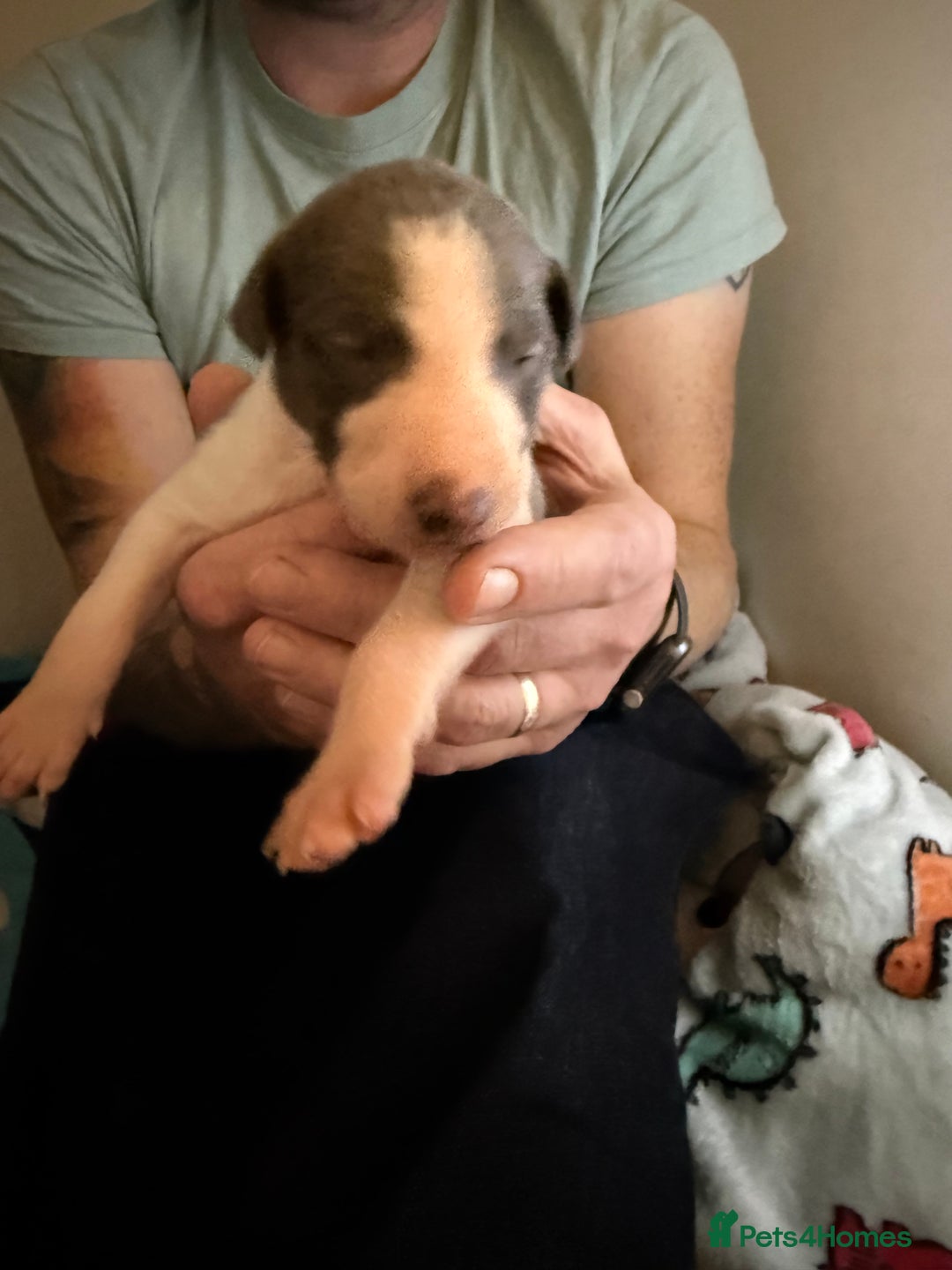 Whippet dogs for sale: Beautiful pedigree whippet puppies - Cornwall - Advert 9