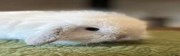 Mini Lop rabbits for sale: Exquisite Lilac Mini Lops - Advert 3