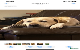 Labrador Retriever dogs for stud: Chunky Yellow Dual Sire - Image 1