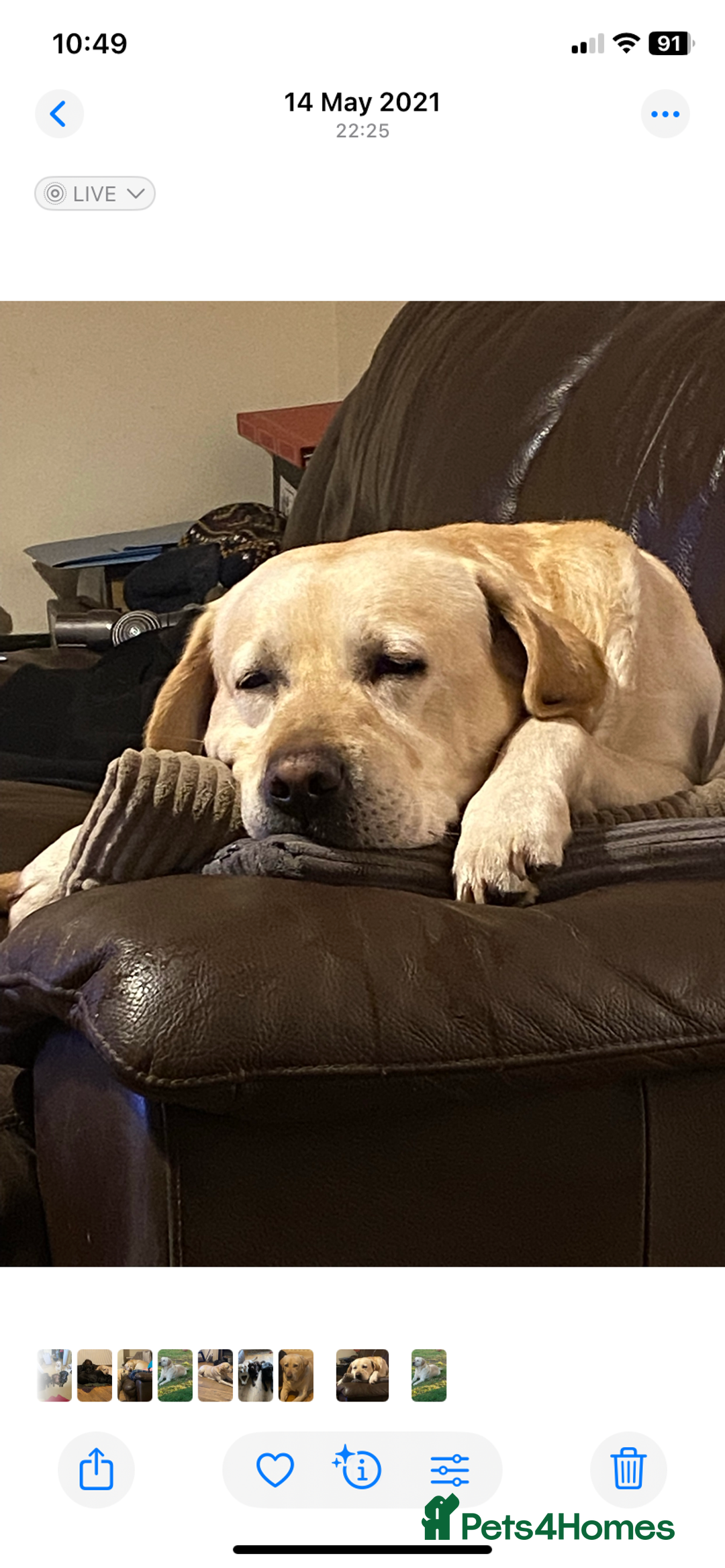 Labrador Retriever dogs for stud: Chunky Yellow Dual Sire - Image 1