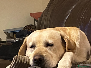 Labrador Retriever dogs - Advert 1