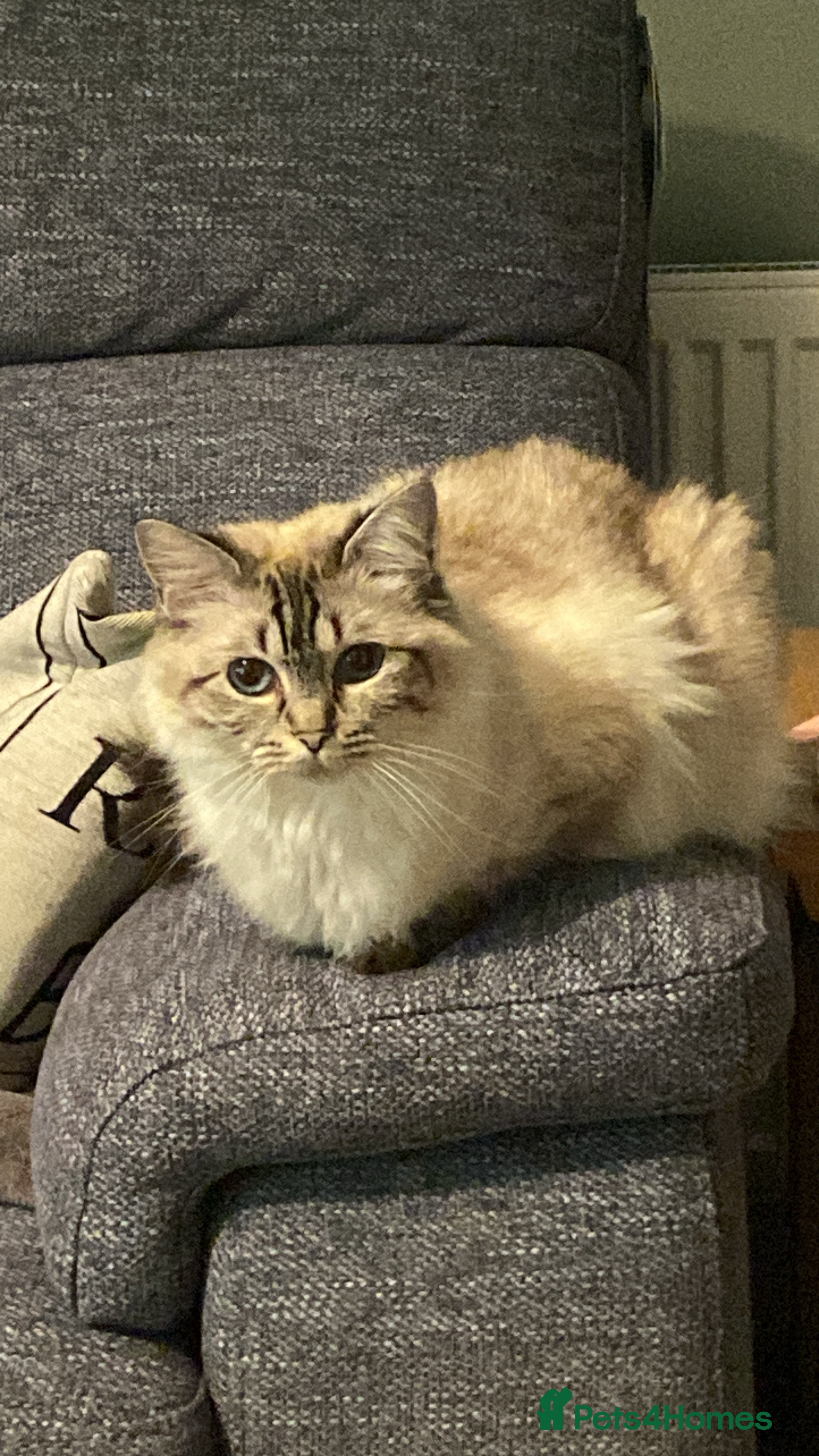 Ragdoll cats Gccf registered ragdoll kittens two litters  - Advert 9