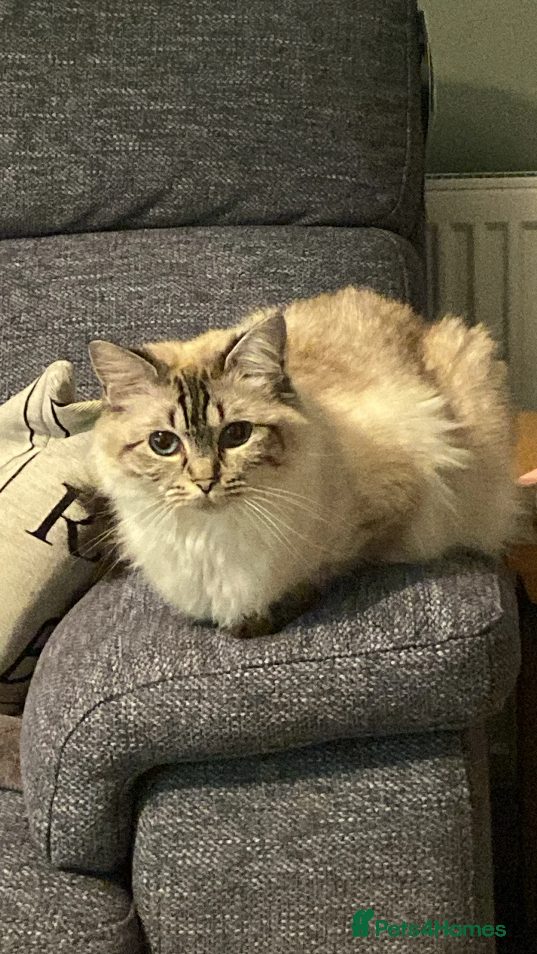 Ragdoll cats for sale: Gccf registered ragdoll kittens two litters  - Advert 1