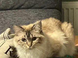 Ragdoll cats Gccf registered ragdoll kittens two litters - Advert 1