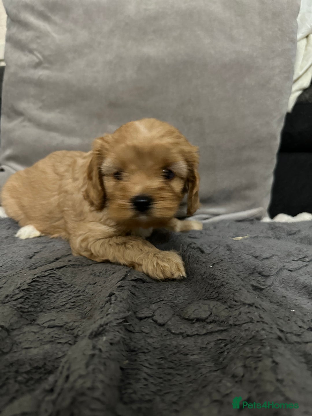 Cavapoo dogs for sale: Six cavapoo puppies F2( d.o.b. 23.10.2025) - Advert 20
