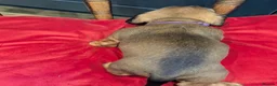 Miniature Dachshund dogs for sale: Miniature Dachshund pups  in Llanybydder - Advert 13